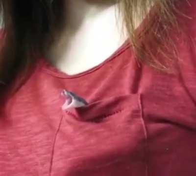 A little snake giving a big yawn before retiring to their frocket