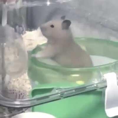 Hamster has seen a lot