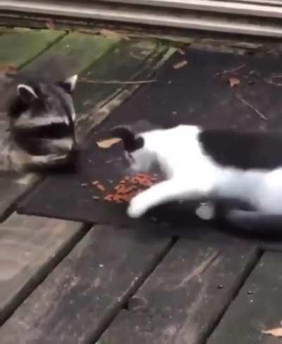 Cats swats other beings as a first contact..