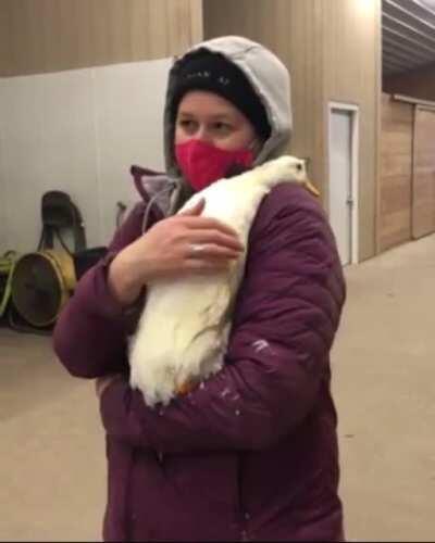 Lily the duck giving her caretaker birthday snuggles at her sanctuary