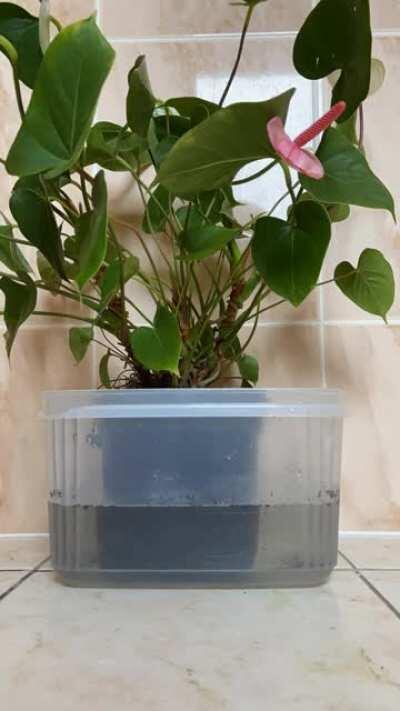 🪴First bottom watering of 2021 💦