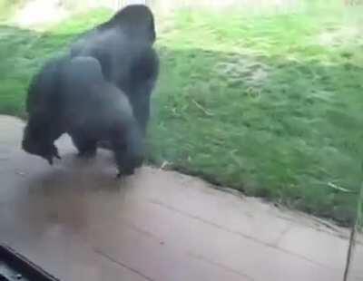 Ape spin circle cool dance. 🦧 walking.