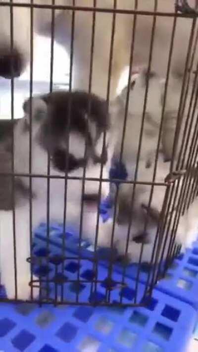 Why Does This Husky Sound Like A Parrot, A Cat, And A Baby Sheep 😂