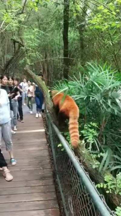 This red panda isn't shy
