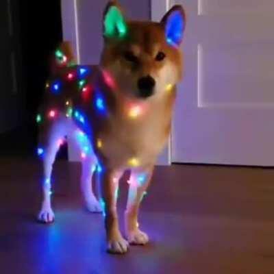 Best Christmas tree 😁