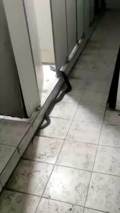 Snake sneaks into public bathroom