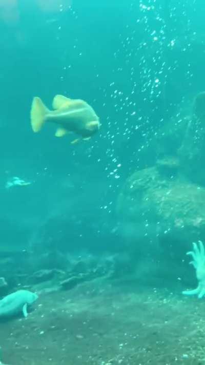 How the Alaskan puffin swims under water