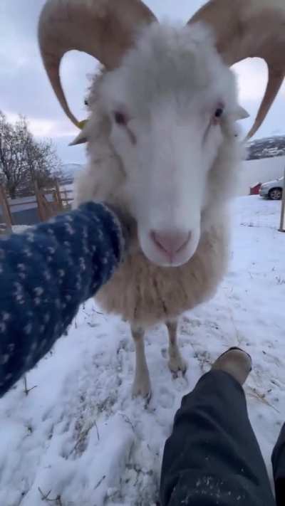 Its just a dog in that body