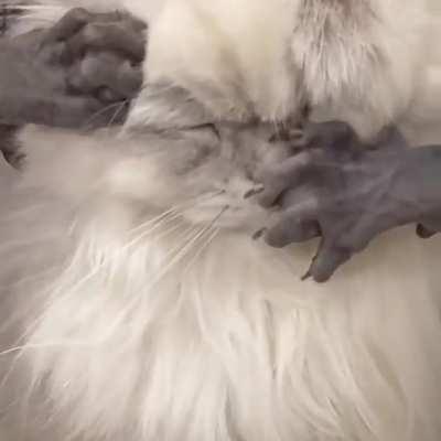 Are hairless cats really envious of longhair cats?