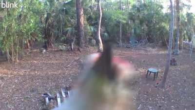 Red-bellied woodpecker eats wildlife camera (Naples, FL)