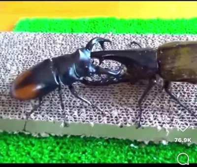 Who’s getting their 80 primos