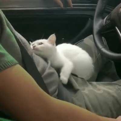 Find you someone that looks at you like this kitten looks at their human.