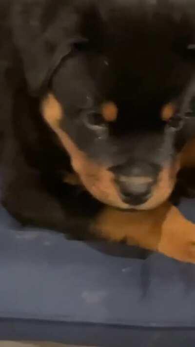 cuidado chat ele é perigoso