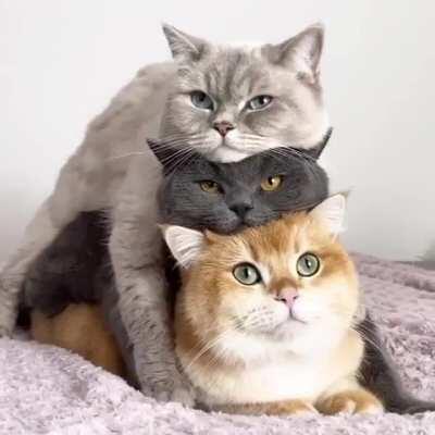 cat.concat(cat).concat(cat)