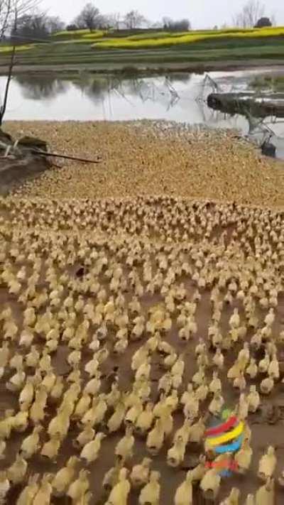 Send in the troops!!