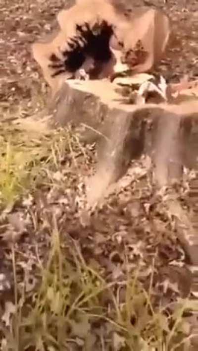 I didn't know how much I ignored about trees