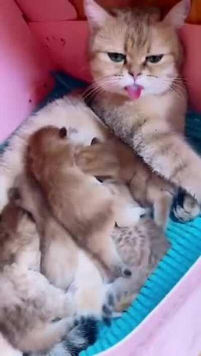 LiTtlE moNstErS Suck THe life oUt oF An INNoCeNt CAt.