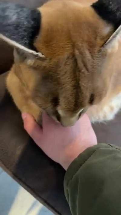 Happy Floppa Friday! 🥳🥳