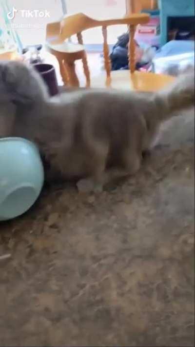 Cat doing cat things