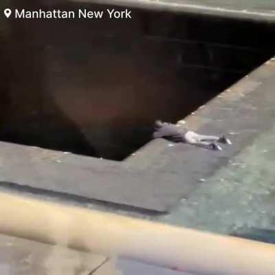 Man jumps into the pool of the 9/11 memorial