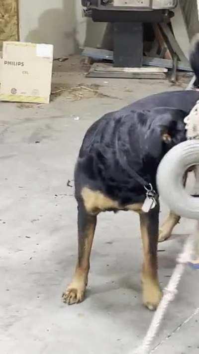 OPTIONS! Raider was getting bored of the ball so we added another ball and a stick.