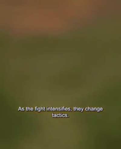 Giraffes fighting