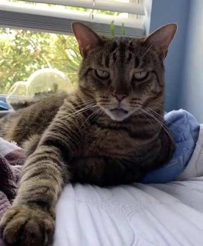 quality meow-blep by Atlas