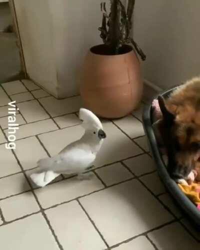 Parrot going through an identity crisis