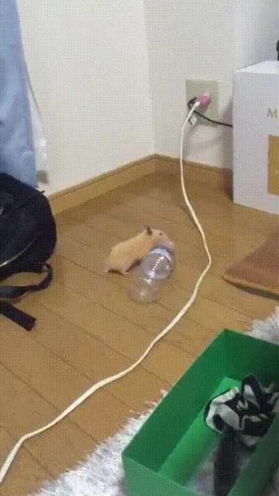 H'amstre, Wielder of the Void Mace