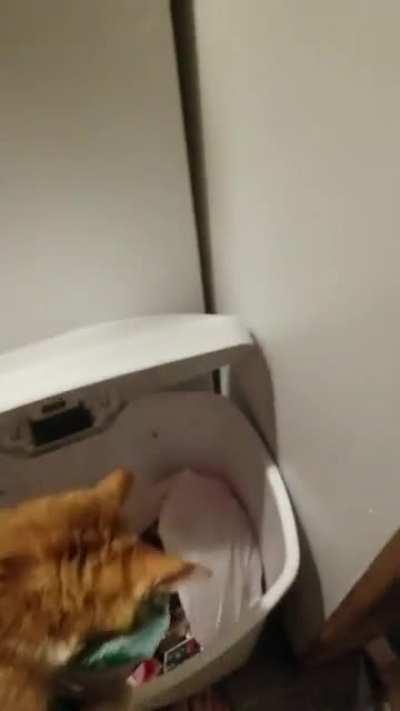 Her ancestry.com results came back today, she's 50% Raccoon.