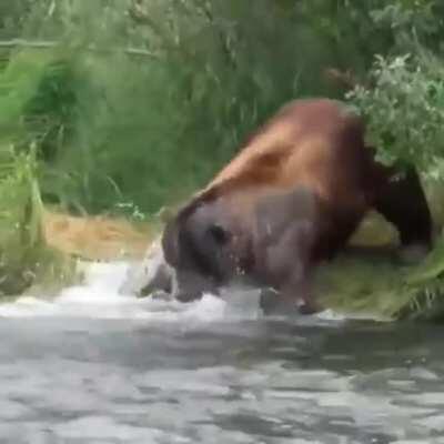Grizzly Bear catches a fish
