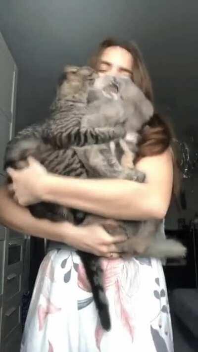 Two cats in arms