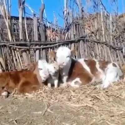 When Dogs and Cows Become Family: Adorable Video of Unlikely Companionship!