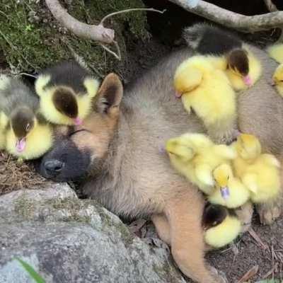 Puppy thinks he's one of them...