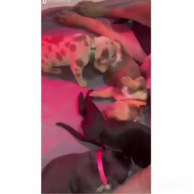 Sweet Home Activities