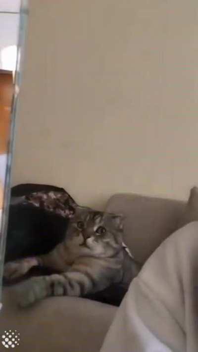 What the?….. I need to really stay off the catnip