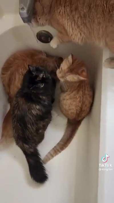 I love how they sync meows