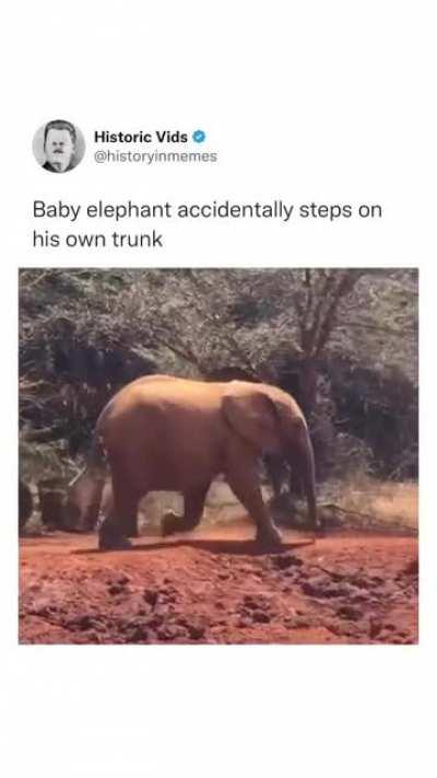 calf accidentally steps on its own trunk