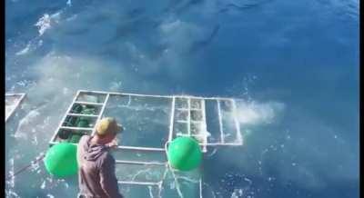 Shark breaches cage