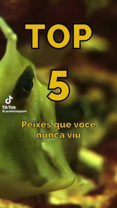 Top peixes