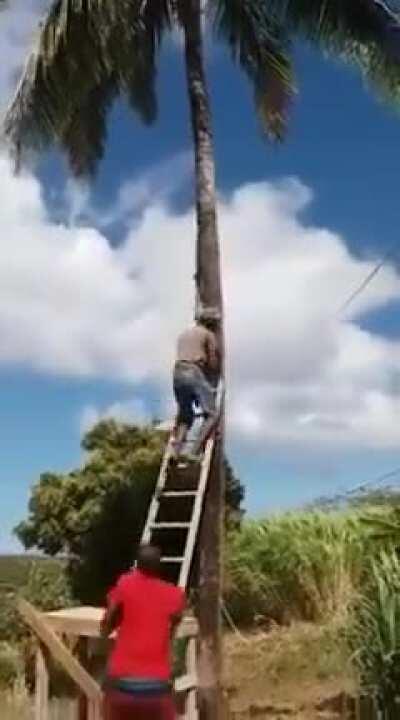 HMB while I get us a fresh coconut