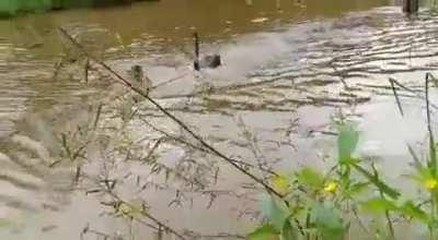 The man was attacked because he came too close to the swan's nest...