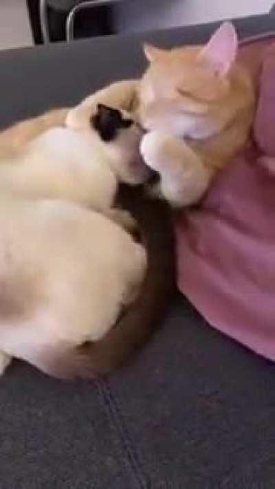 lovely moment 😻🥰🥰😻😻