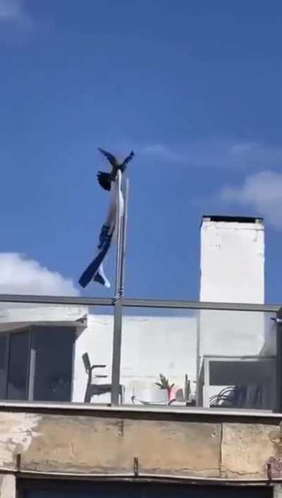 After his firing, Ben has started training birds and studying WW2. You can see the progress here: