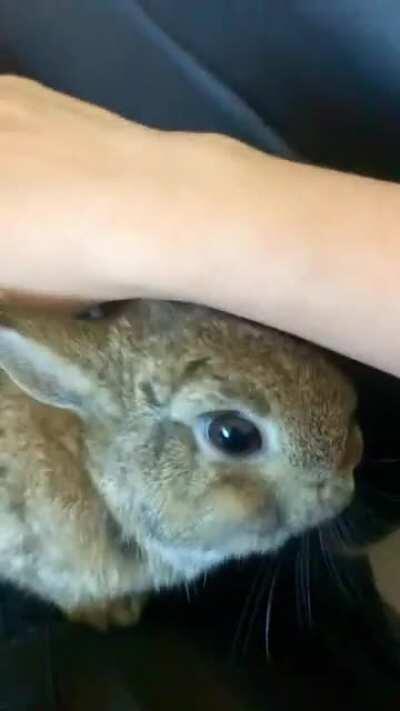 Yes hooman, you may pets.