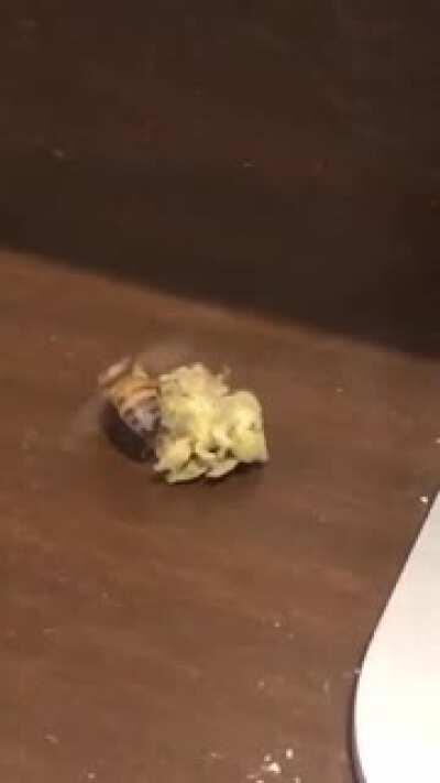 Bee found the weed. Xpost from r/funny