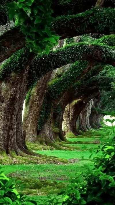 Oak Alley plantation, Louisiana