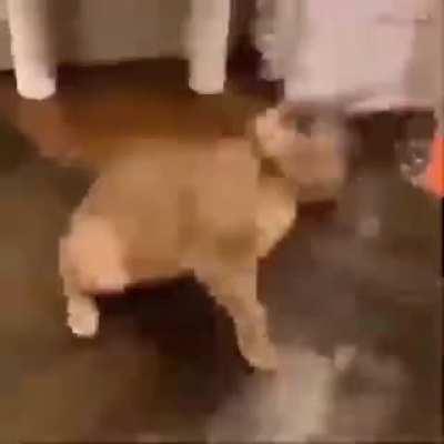 FLOPPA FRIDAY (for the people in Europe)