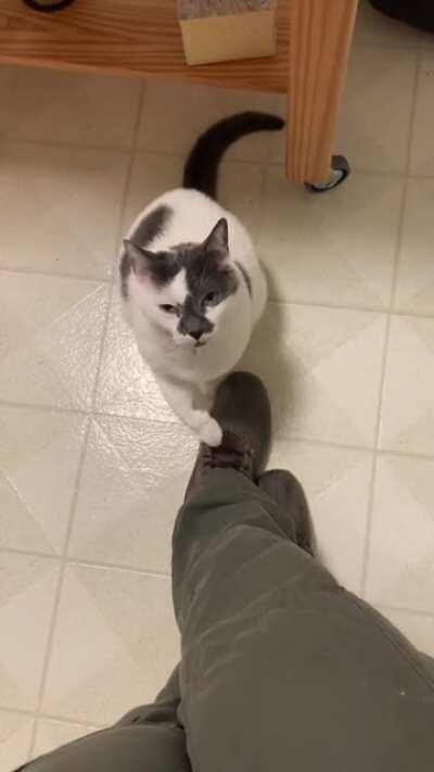 My cat asking very politely for pets