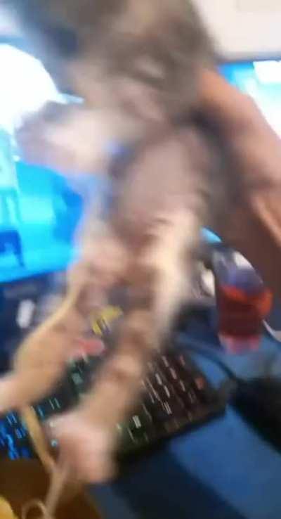 PAstA aDDicTed KIttEn ReSortS tO thEft tO SuPPort HaBit, sHOws nO rEmORsE.